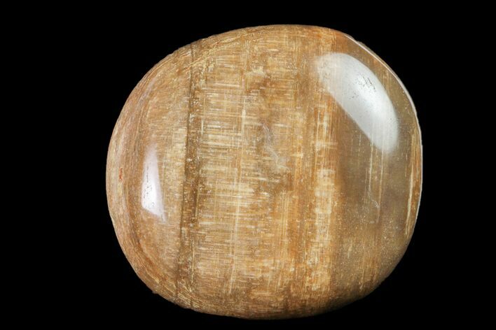 Polished Petrified Wood (Araucaria) - Madagascar #158635